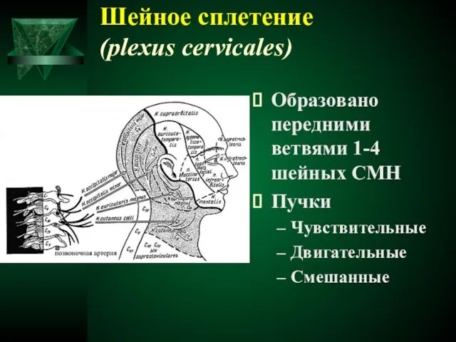 Шейное сплетение (plexus cervicales) Образовано передними ветвями 1-4 шейных СМН Пучки Чувствительные Двигательные Смешанные