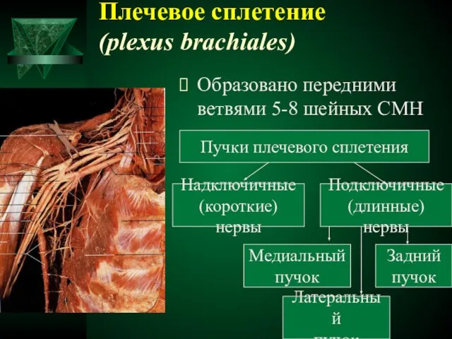 Плечевое сплетение (plexus brachiales) Образовано передними ветвями 5-8 шейных СМН Пучки плечевого