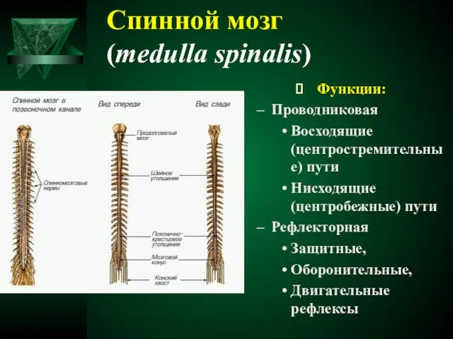 Спинной мозг (medulla spinalis) Функции: Проводниковая Восходящие (центростремительные) пути Нисходящие (центробежные) пути