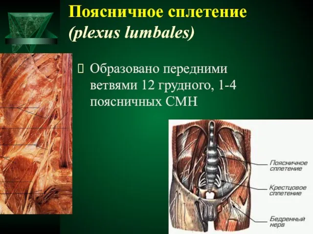 Поясничное сплетение (plexus lumbales) Образовано передними ветвями 12 грудного, 1-4 поясничных СМН