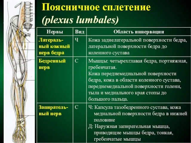 Поясничное сплетение (plexus lumbales)