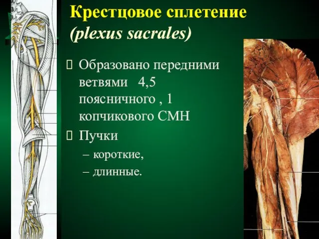 Крестцовое сплетение (plexus sacrales) Образовано передними ветвями 4,5 поясничного , 1 копчикового СМН Пучки короткие, длинные.