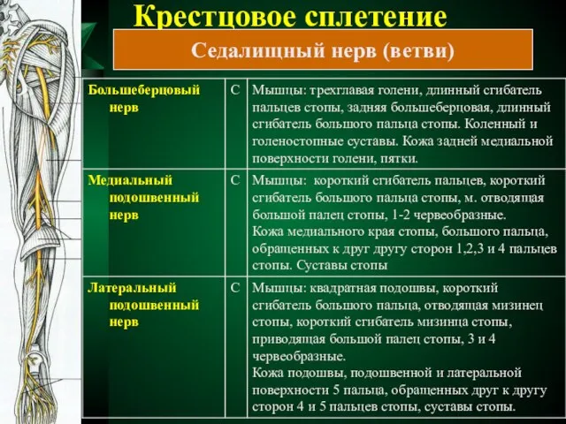 Крестцовое сплетение Седалищный нерв (ветви)