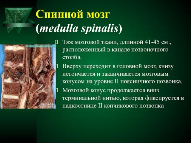 Спинной мозг (medulla spinalis) Тяж мозговой ткани, длинной 41-45 см., расположенный в