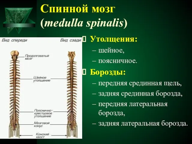 Утолщения: шейное, поясничное. Борозды: передняя срединная щель, задняя срединная борозда, передняя латеральная