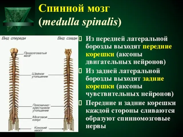 Из передней латеральной борозды выходят передние корешки (аксоны двигательных нейронов) Из задней