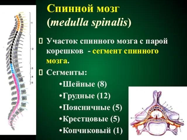 Участок спинного мозга с парой корешков - сегмент спинного мозга. Сегменты: Шейные