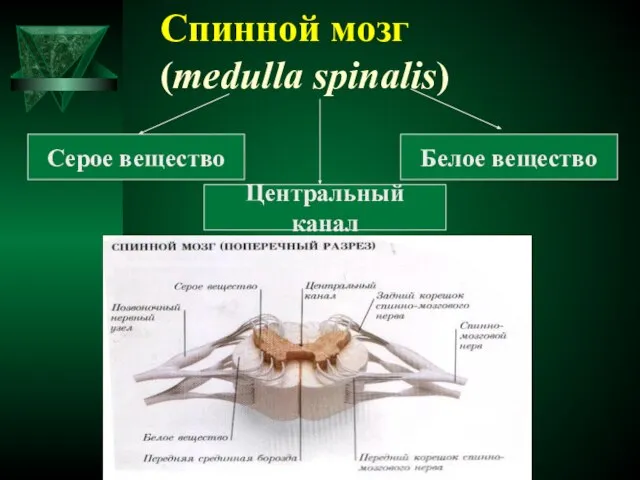 Спинной мозг (medulla spinalis) Серое вещество Белое вещество Центральный канал