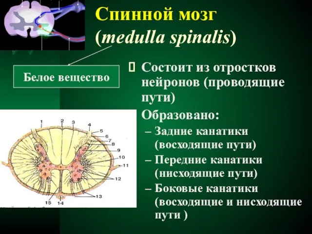 Спинной мозг (medulla spinalis) Белое вещество Состоит из отростков нейронов (проводящие пути)