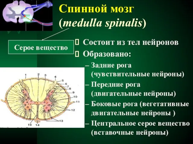Спинной мозг (medulla spinalis) Серое вещество Состоит из тел нейронов Образовано: Задние