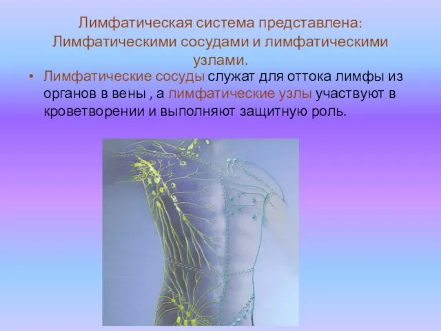 Лимфатическая система представлена: Лимфатическими сосудами и лимфатическими узлами. Лимфатические сосуды служат для