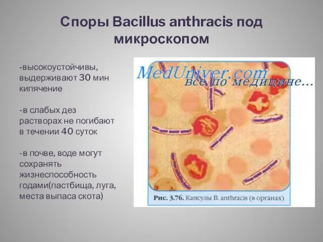 Споры Вacillus anthracis под микроскопом -высокоустойчивы, выдерживают 30 мин кипячение -в слабых