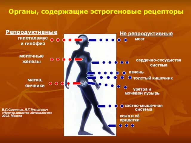 Органы, содержащие эстрогеновые рецепторы Репродуктивные Не репродуктивные гипоталамус и гипофиз молочные железы