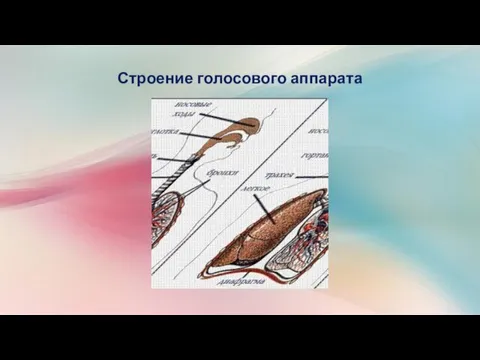 Строение голосового аппарата