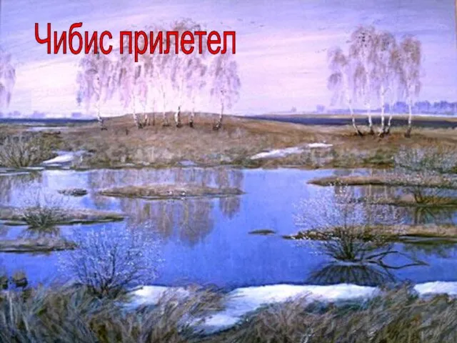 Чибис прилетел