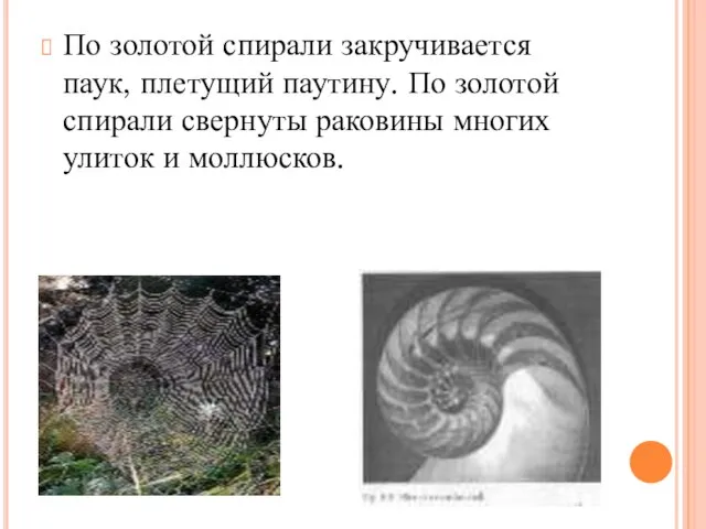 По золотой спирали закручивается паук, плетущий паутину. По золотой спирали свернуты раковины многих улиток и моллюсков.