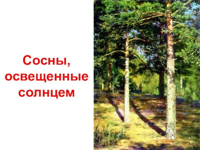 Сосны, освещенные солнцем