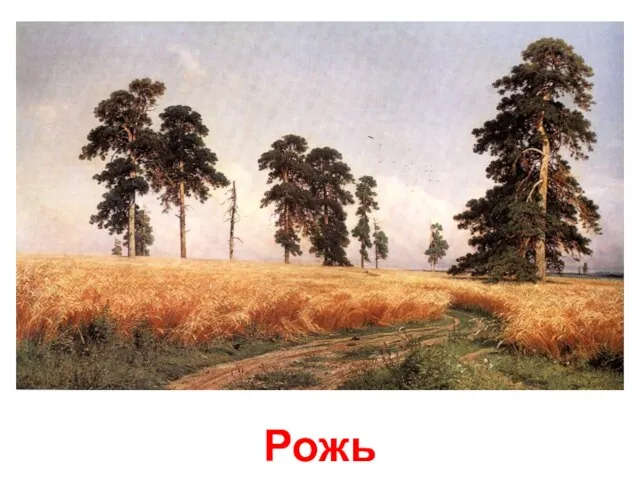 Рожь