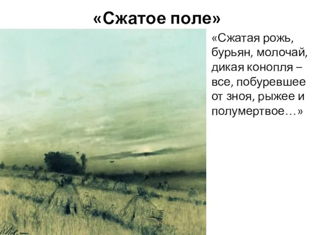 «Сжатое поле» «Сжатая рожь, бурьян, молочай, дикая конопля – все, побуревшее от зноя, рыжее и полумертвое…»