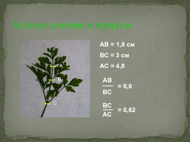 Золотое сечение в природе А В С АВ = 1,8 см ВС