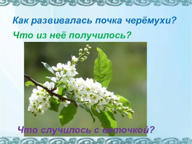 Как развивалась почка черёмухи? Что из неё получилось? Что случилось с веточкой?