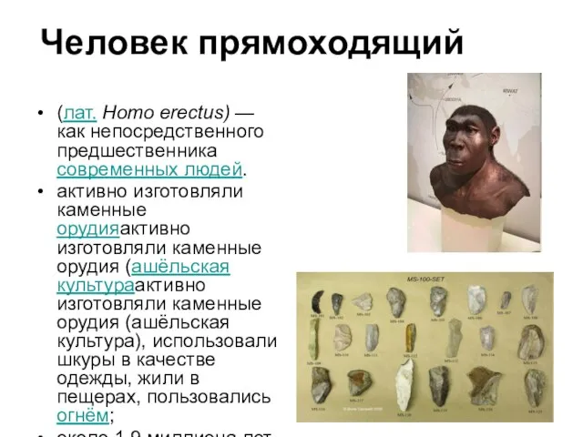 Человек прямоходящий (лат. Homo erectus) —как непосредственного предшественника современных людей. активно изготовляли