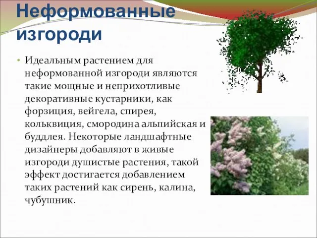 Неформованные изгороди Идеальным растением для неформованной изгороди являются такие мощные и неприхотливые