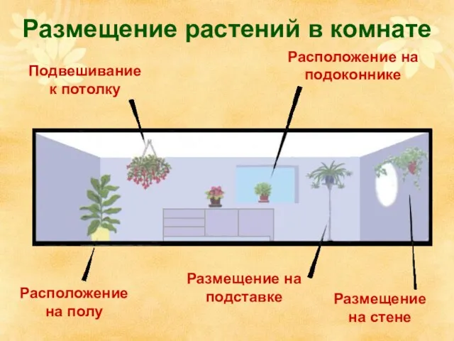 Размещение растений в комнате Подвешивание к потолку Расположение на подоконнике Расположение на