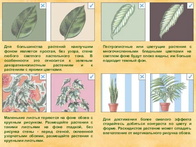 Для большинства растений наилучшим фоном является простая, без узора, стена любого светлого