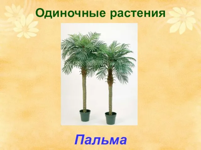 Одиночные растения Пальма