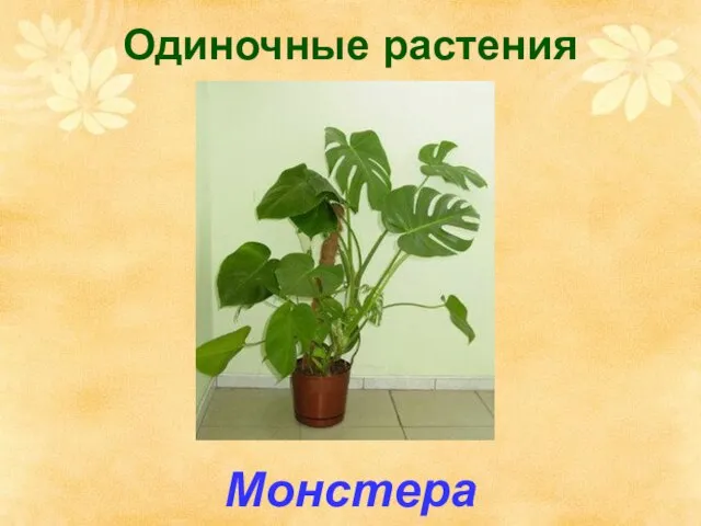 Одиночные растения Монстера