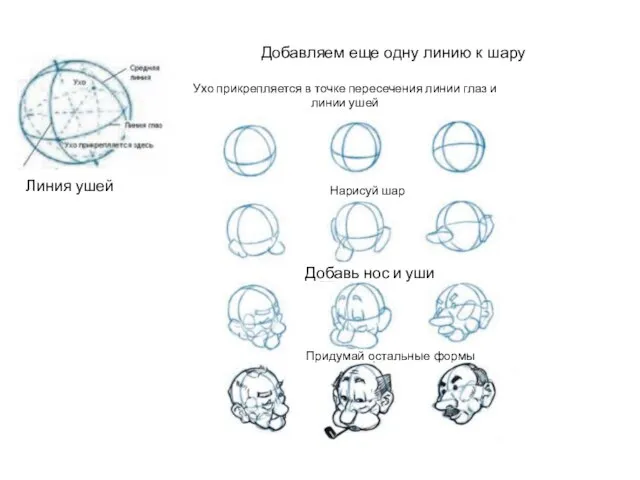 Ухо прикрепляется в точке пересечения линии глаз и линии ушей Добавляем еще