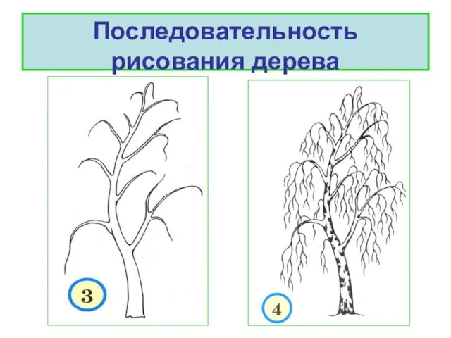 Последовательность рисования дерева