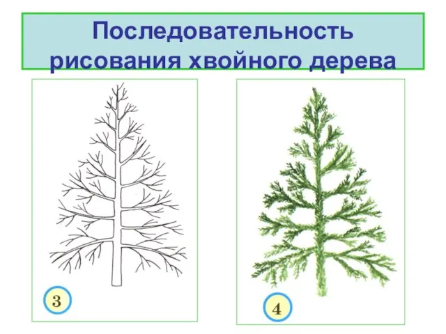 Последовательность рисования хвойного дерева