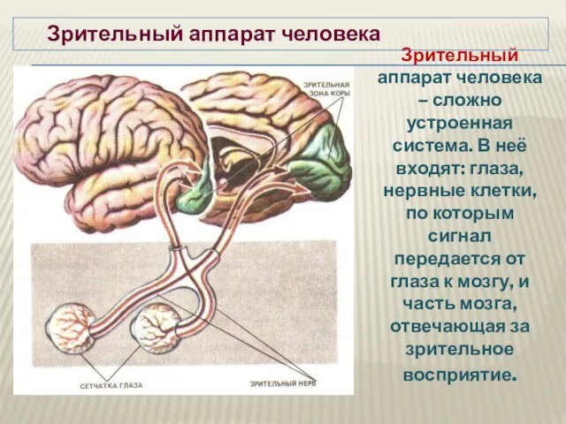 Зрительный аппарат человека – сложно устроенная система. В неё входят: глаза, нервные