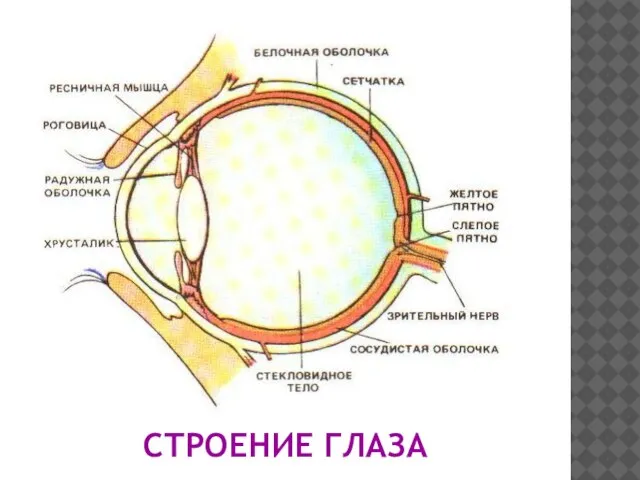 СТРОЕНИЕ ГЛАЗА