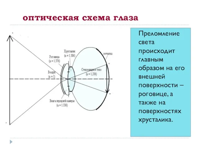 оптическая схема глаза Преломление света происходит главным образом на его внешней поверхности