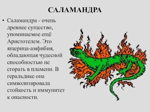 САЛАМАНДРА Саламандра - очень древнее существо, упоминаемое ещё Аристотелем. Это ящерица-амфибия, обладающая