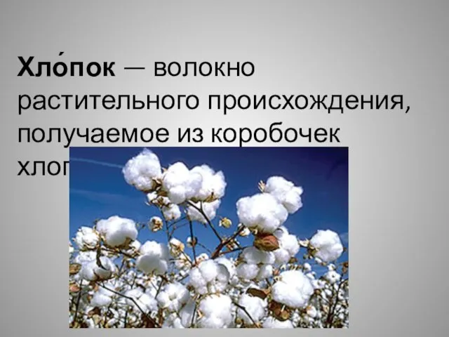 Хло́пок — волокно растительного происхождения, получаемое из коробочек хлопчатника.