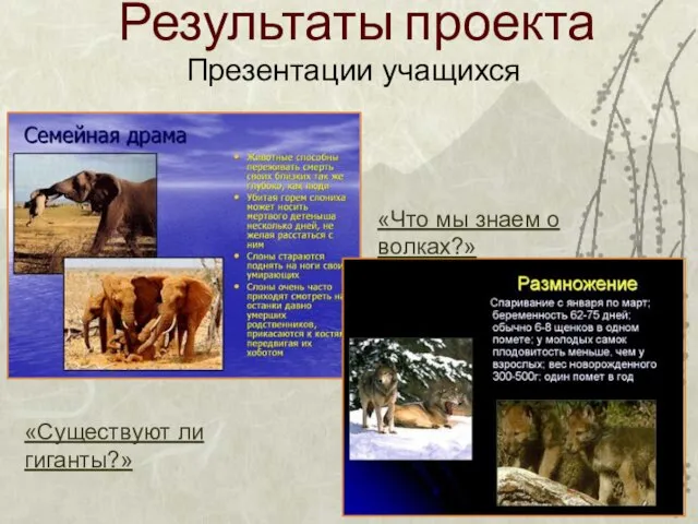 Результаты проекта Презентации учащихся «Существуют ли гиганты?» «Что мы знаем о волках?»