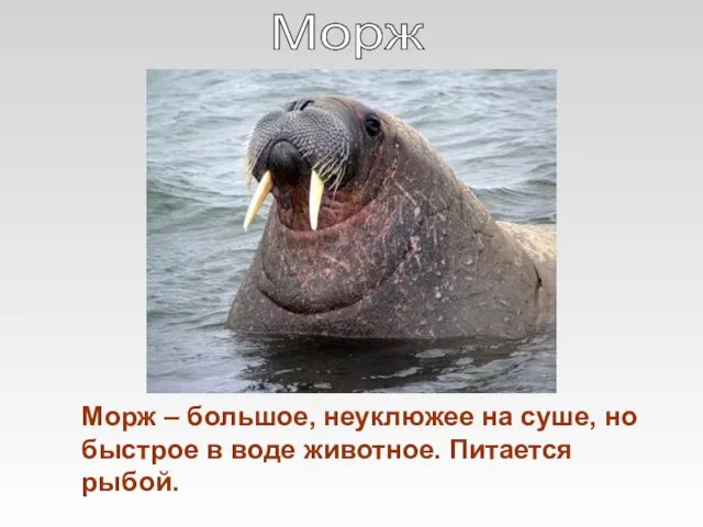 Морж – большое, неуклюжее на суше, но быстрое в воде животное. Питается рыбой. Морж