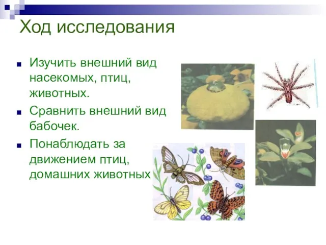 Ход исследования Изучить внешний вид насекомых, птиц, животных. Сравнить внешний вид бабочек.