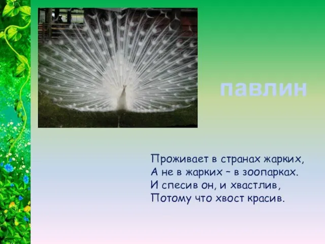 Проживает в странах жарких, А не в жарких – в зоопарках. И