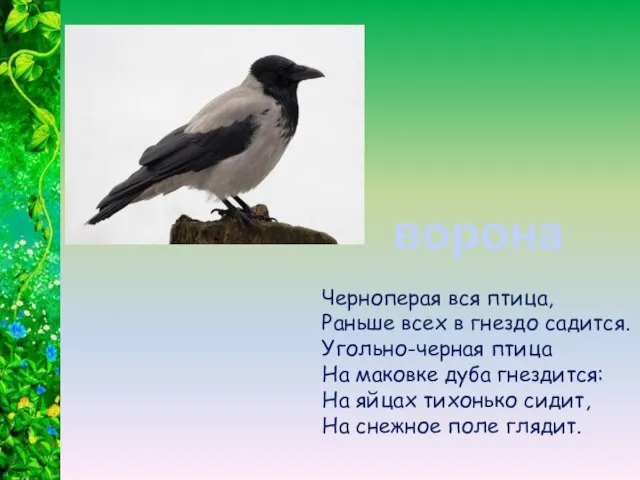 Черноперая вся птица, Раньше всех в гнездо садится. Угольно-черная птица На маковке