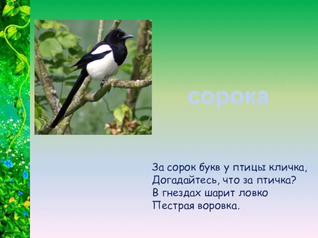 За сорок букв у птицы кличка, Догадайтесь, что за птичка? В гнездах