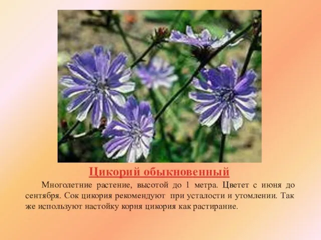 Цикорий обыкновенный Многолетние растение, высотой до 1 метра. Цветет с июня до