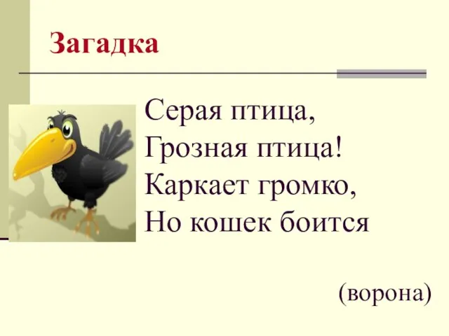 Загадка Серая птица, Грозная птица! Каркает громко, Но кошек боится (ворона)