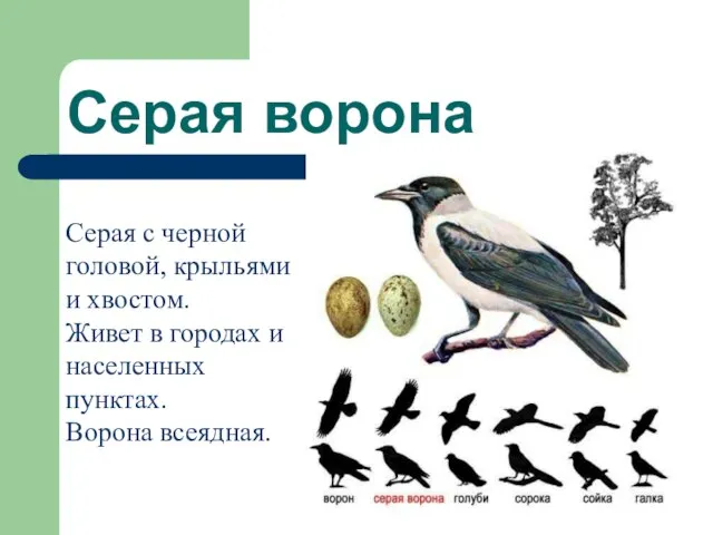 Серая ворона Серая с черной головой, крыльями и хвостом. Живет в городах