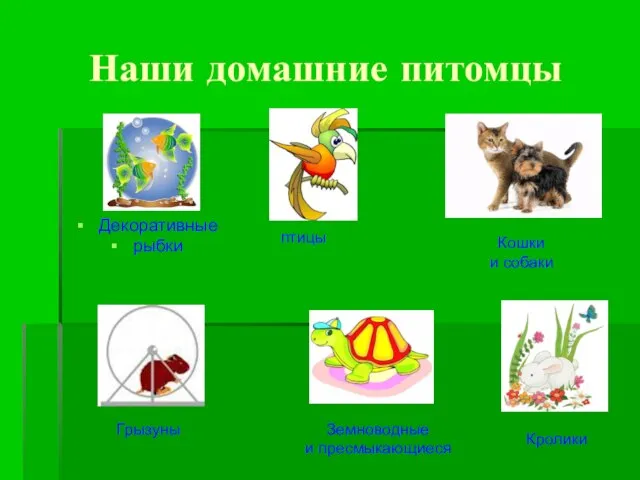 Наши домашние питомцы Декоративные рыбки птицы Кошки и собаки Грызуны Земноводные и пресмыкающиеся Кролики