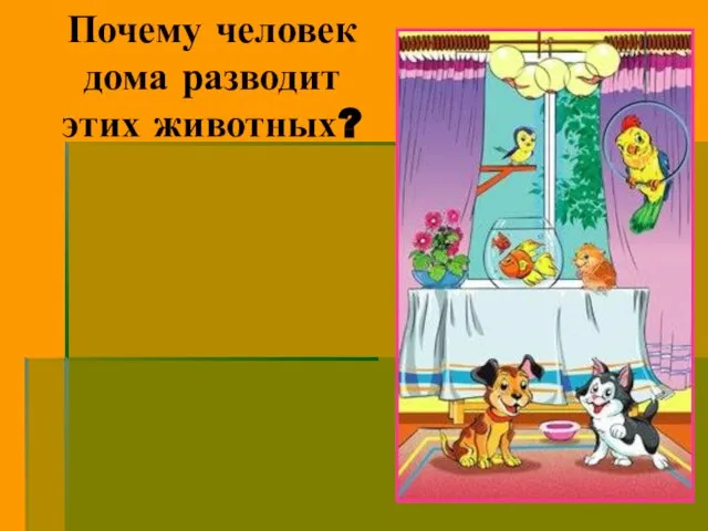 Почему человек дома разводит этих животных?